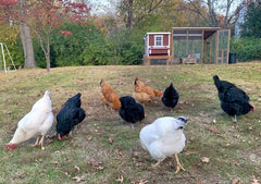 OverEZ Chicken Coop Medium Chicken Coop - Up to 10 Chickens