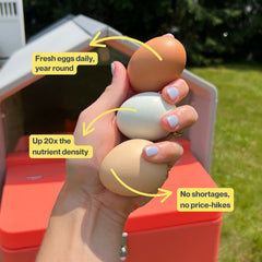 The Smart Coop + Base (+ Free Chicks! 🐣)